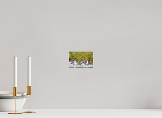 6 x 4″, Chroma Red-Breasted Merganser