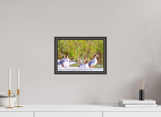 12 x 8″, Framed Red-Breasted Merganser