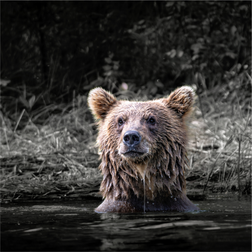 Main image Alert in the Wild: Brown Bear Cub in Water’s Edge