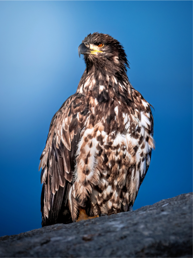Main image Bald Eagle
