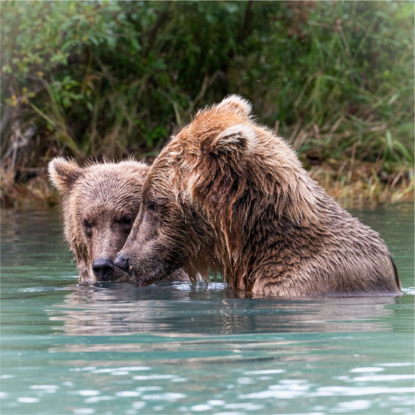Main image Mama and Cub having a moment