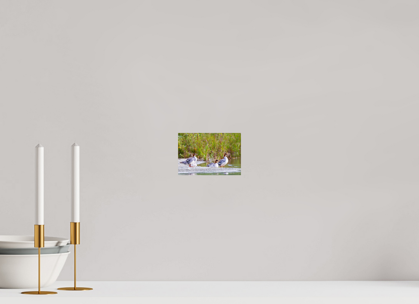 6 x 4″, Chroma Red-Breasted Merganser