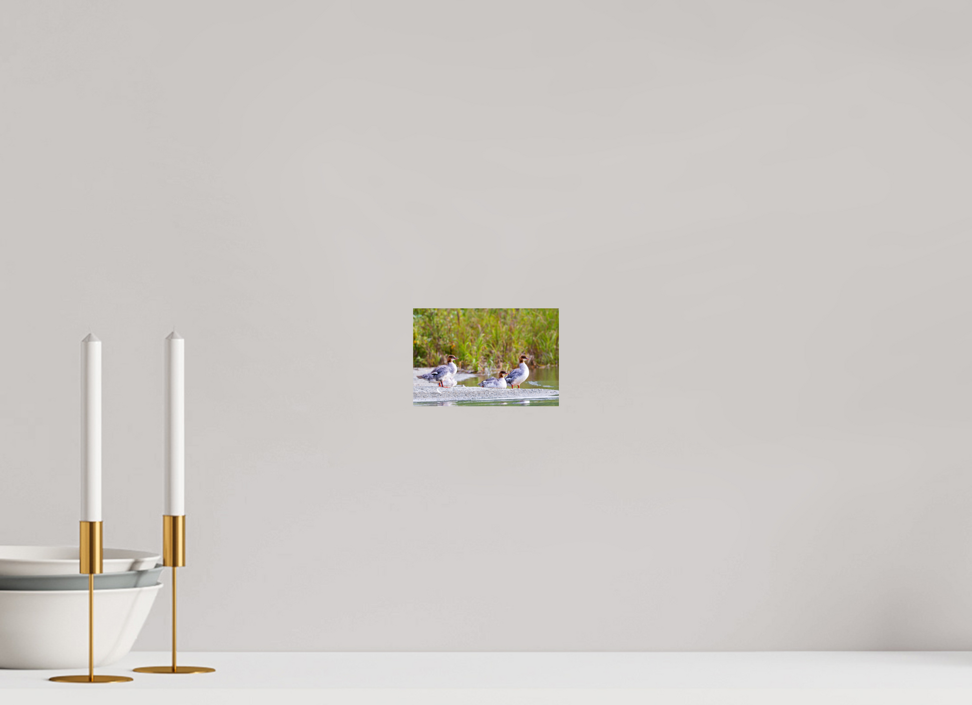 6 x 4″, Chroma Red-Breasted Merganser