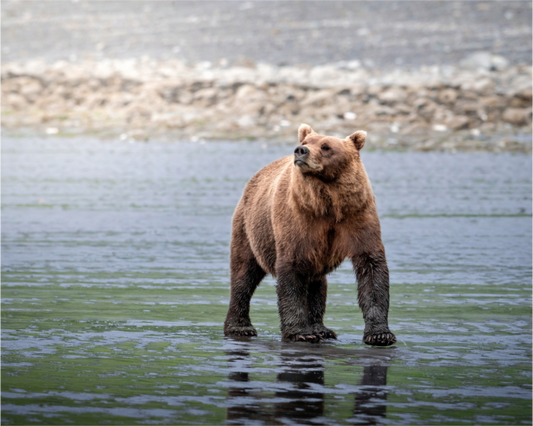 Main image Kodiak Bear on the beach