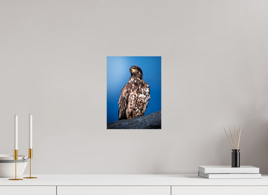 9 x 12″, Chroma Bald Eagle