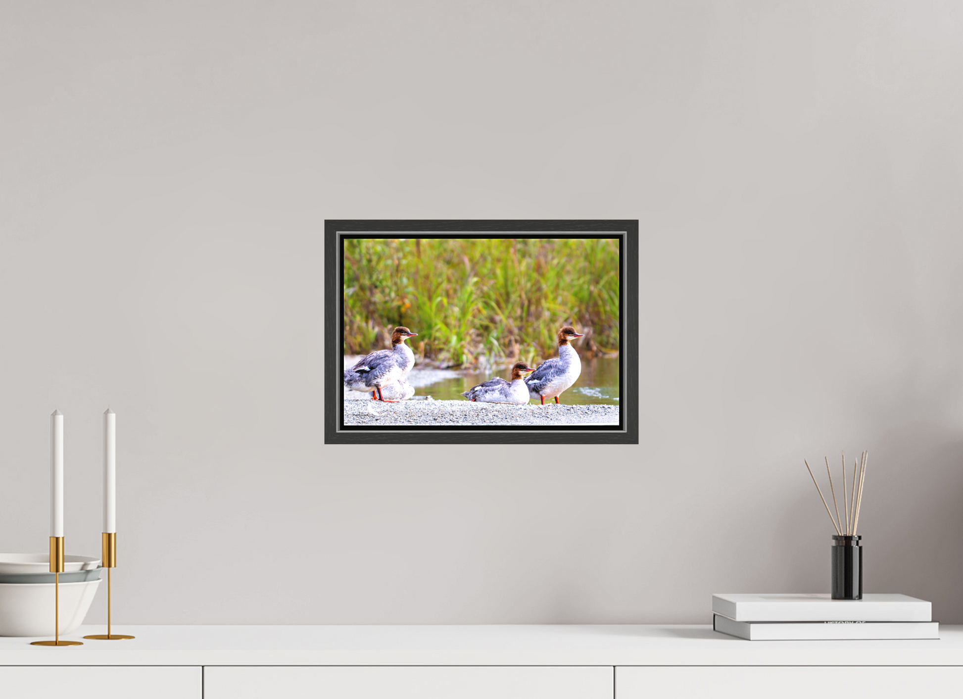 12 x 8″, Framed Red-Breasted Merganser