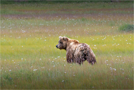 Main image Kodiak scanning the field