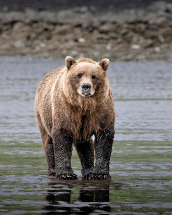 Main image Kodiak posing for the camera