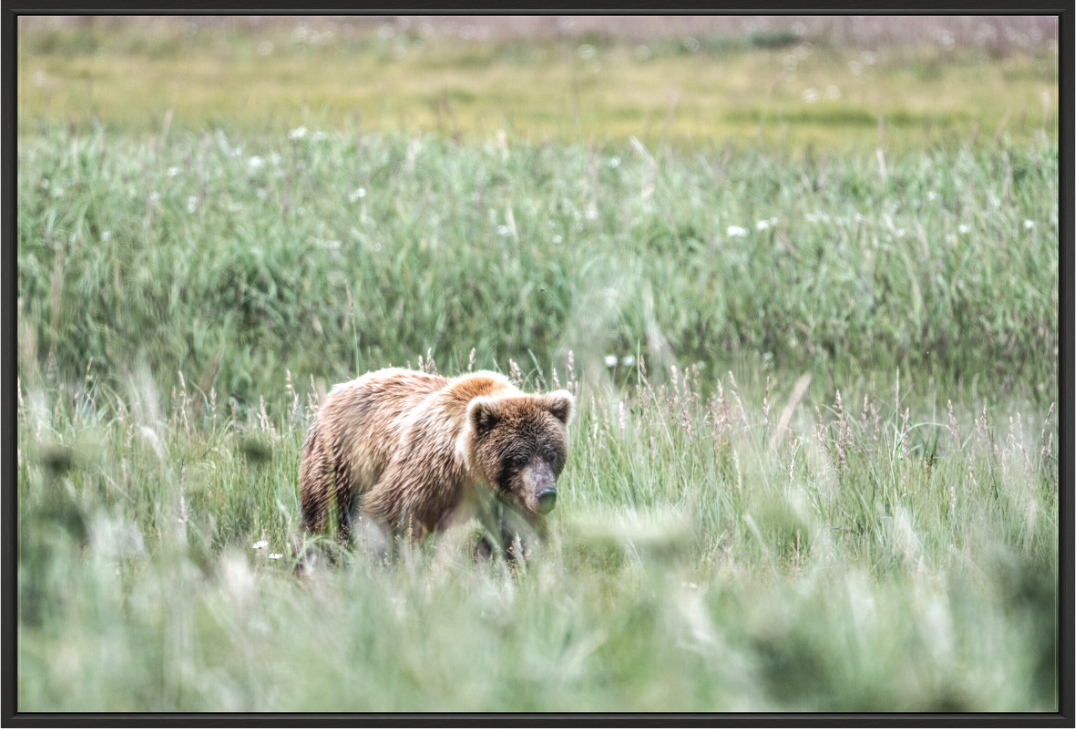 Main image Melancholy Bear strolling through a field