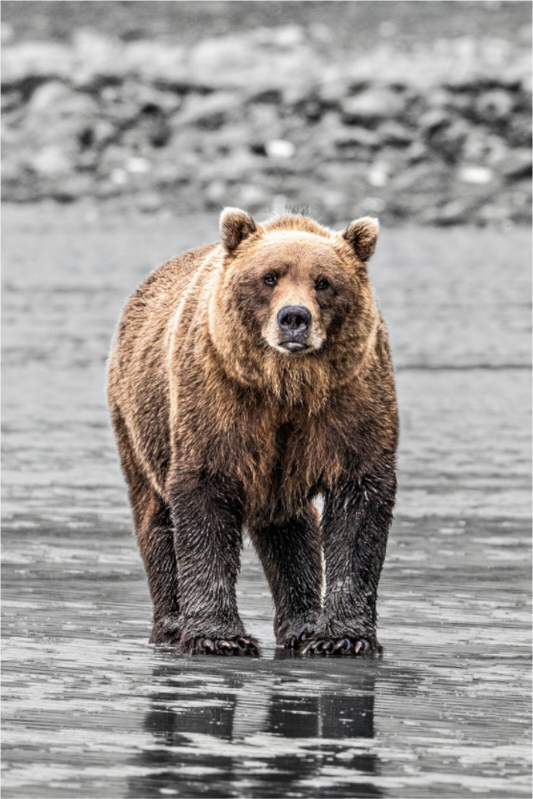 Main image Sow Keeping an eye on me
