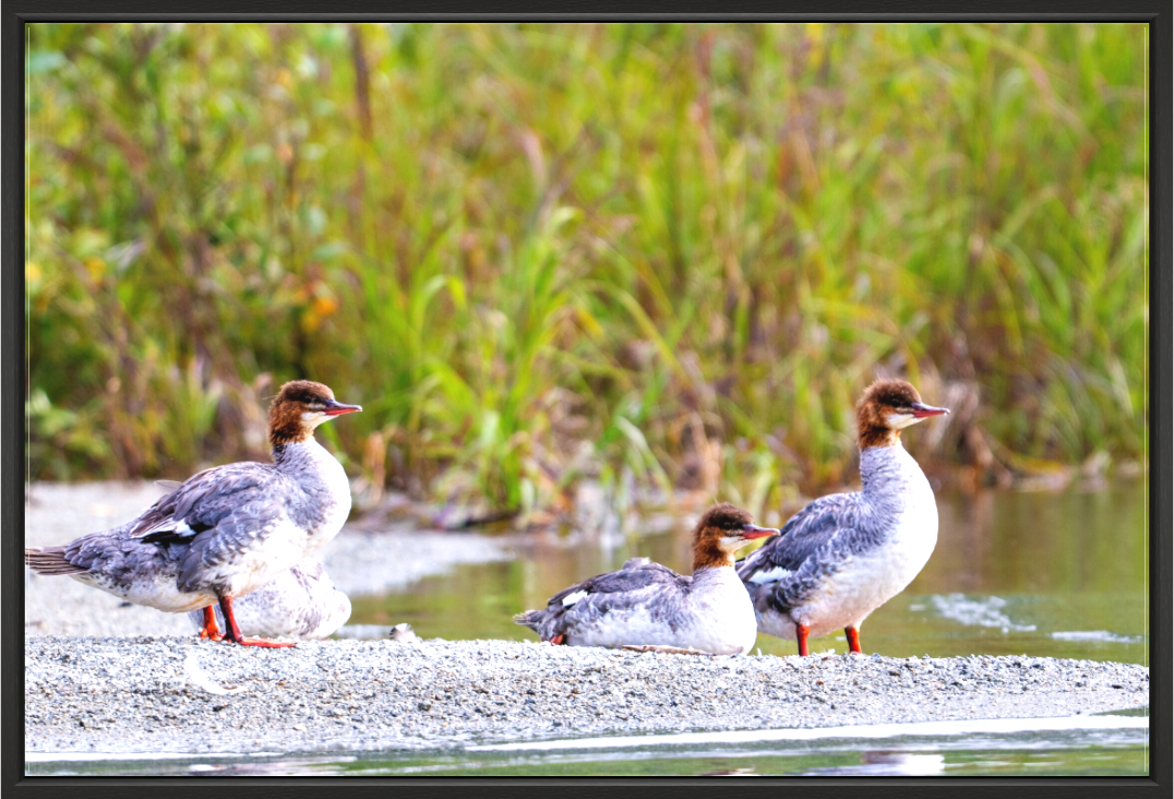 Main image Red-Breasted Merganser