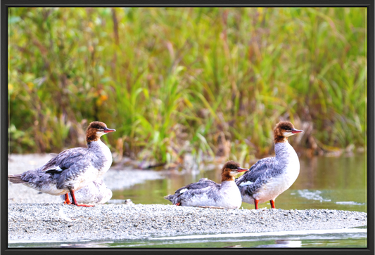 Main image Red-Breasted Merganser