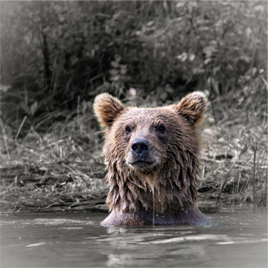Main image Bear Cub Hoping Mom has some fish for him